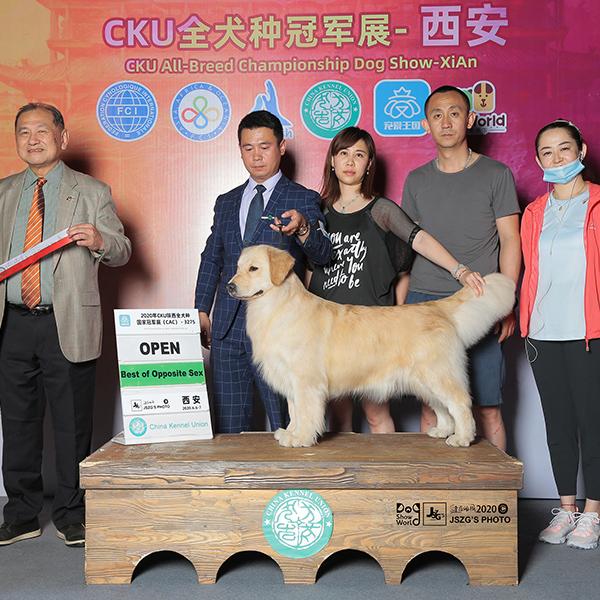 2020cku全犬种国家冠军展-西安,牵引的金毛寻回猎犬-妲己完成中国冠军